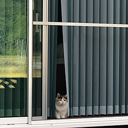 窓と猫の物語2021withYKKAP/リビングのインテリア実例 - 2021-11-21 20:41:26