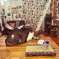 いぐさ/食卓で寝る猫/猫のいる暮らし/ねこのいる風景/猫のいる部屋...などのインテリア実例 - 2023-05-26 00:29:53