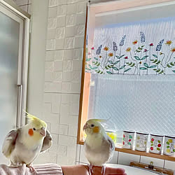 ハーブ栽培キット/ダイソー/オカメインコ と楽しい生活/オカメインコのいる暮らし/おはようございます✩.*˚...などのインテリア実例 - 2023-01-07 08:58:29