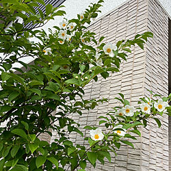 シンボルツリー/玄関前/庭/植物/玄関/入り口のインテリア実例 - 2022-07-05 21:47:51
