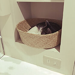 猫/IKEA/モノトーン/バス/トイレのインテリア実例 - 2019-07-27 09:11:55