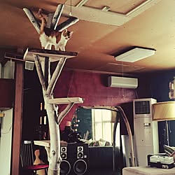 壁/天井/DIYのインテリア実例 - 2016-01-12 09:15:02