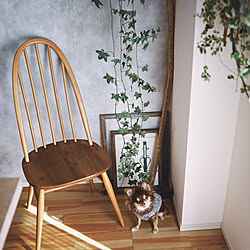 観葉植物のある部屋/観葉植物/観葉植物のある生活/植物/観葉植物のある暮らし...などのインテリア実例 - 2019-03-13 23:50:30