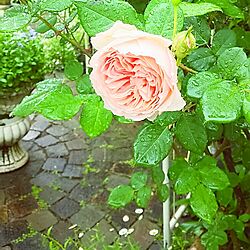 玄関/入り口/薔薇が好き/花のある暮らし/庭/レンガ...などのインテリア実例 - 2016-05-09 11:36:48