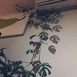 壁/天井/観葉植物/照明/北欧のインテリア実例 - 2016-03-18 20:59:49