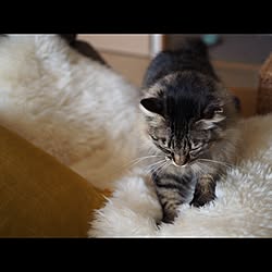 リビング/ムートン/ニトリ/ねこと暮らす。/ねこのいる日常のインテリア実例 - 2017-01-28 20:11:52