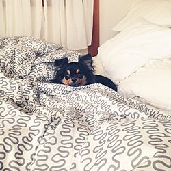 ベッド周り/ペットと暮らす家/IKEAのインテリア実例 - 2015-04-26 16:40:56