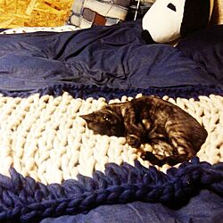 ベッド周り/DIY/アームニッティング/猫用モコモコブランケット/猫と暮らす。...などのインテリア実例 - 2016-12-02 21:52:53