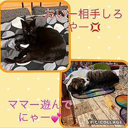 ふたりは正反対/猫のいる暮らし/猫に振り回される日々/黒猫ミースケ/ねこのいる風景...などのインテリア実例 - 2022-04-28 09:48:58