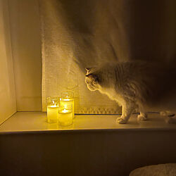 シンプル/LEDライト/猫/一人暮らし/ベッド周り...などのインテリア実例 - 2022-11-17 21:14:31