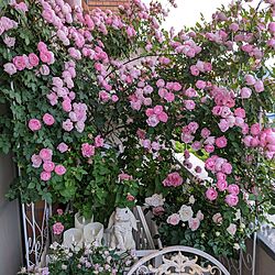 玄関/入り口/rose/お花のある暮らし♡/バラのある暮らし/うさぎ...などのインテリア実例 - 2023-05-22 22:55:31
