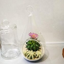 ガラス容器/植物/テラリウム/キッチンのインテリア実例 - 2020-12-05 17:24:18