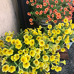 ビタミンカラー/花のある風景/お花が好き/見て頂きありがとうございます/6月の庭...などのインテリア実例 - 2021-06-15 09:13:10
