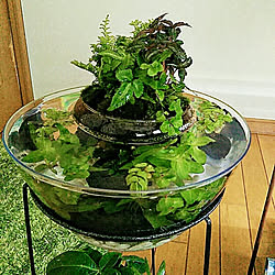 ダイソー/観葉植物/100均/ビオトープ風/メダカの水槽...などのインテリア実例 - 2020-06-28 20:33:20