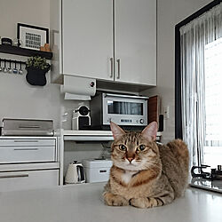 キッチン/ねこのいる生活/ねこのいる日常/猫スペース/ねこのいる風景...などのインテリア実例 - 2020-05-26 10:39:42