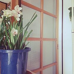 玄関/入り口/植物のインテリア実例 - 2015-03-06 14:00:51