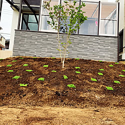 初めての庭造り/傾斜地/ヒメイワダレソウ植えました/グランドカバーはヒメイワダレソウ/グランドカバー...などのインテリア実例 - 2020-05-26 05:38:53