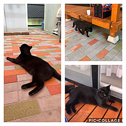 猫/庭/パーゴラ/パーゴラ風/レンガ敷きDIY...などのインテリア実例 - 2020-08-19 07:18:25