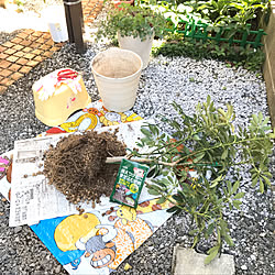 棚/お家雨漏り中/台風被害/オキナワスズメウリ部/香港カポックの植え替え♡...などのインテリア実例 - 2018-10-02 09:55:04