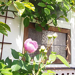 玄関/入り口/DIY/手作り/小窓風/植物のある暮らし...などのインテリア実例 - 2020-05-08 11:02:19