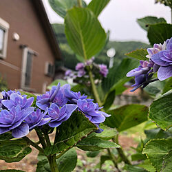 紫陽花がすき/紫陽花/木の家/植物がすくすく育つ季節です/グリーン...などのインテリア実例 - 2021-05-08 14:28:49