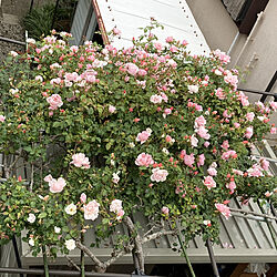 ピンク/妹の薔薇/薔薇のある庭/シンボルツリーのインテリア実例 - 2021-05-12 16:19:34
