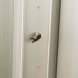 玄関/入り口/ハチの巣/ハチの巣製作中/ハチの巣撤去/ベランダの窓のインテリア実例 - 2022-04-25 14:10:13
