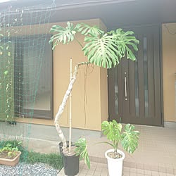 玄関/入り口/観葉植物/モンステラ/モンステラ斑入り/いいね！コメントありがとうございます☆のインテリア実例 - 2016-10-23 17:15:55