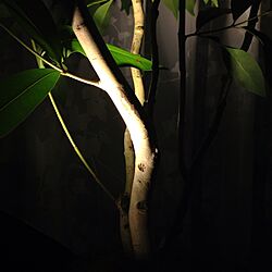 植物/照明/アマゾンオリーブのインテリア実例 - 2013-05-11 00:40:57