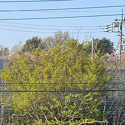 2階からの景色/写真と場所があってないわ〜/記録用/青空/桜満開...などのインテリア実例 - 2022-04-10 10:31:09