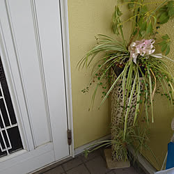 玄関/入り口/観葉植物/ぐんぐん伸びる植物/雑貨/花びんのインテリア実例 - 2021-07-07 15:27:00