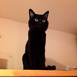 リビング/棚の上/黒猫のインテリア実例 - 2017-07-02 23:53:03
