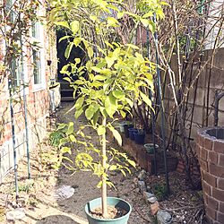 玄関/入り口/グレープフルーツの木♡/花のある暮らし/花に囲まれて暮らしたい/植物のある暮らしのインテリア実例 - 2017-03-18 08:52:37