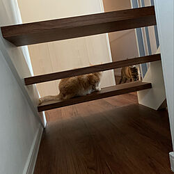 階段蹴込み/階段/ねこと暮らす/猫と暮らす/ねこばかりですみません...などのインテリア実例 - 2021-04-23 07:22:12