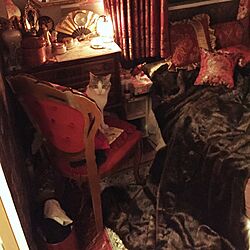 ベッド周り/ベッドルーム/セーブルファー/猫/猫のいる部屋のインテリア実例 - 2015-11-26 20:45:58
