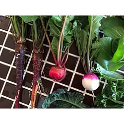 キッチン/タイル/植物/菜園/野菜のインテリア実例 - 2013-11-23 22:45:10