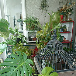 部屋全体/緑のある暮らし/観葉植物/小さなサンルーム/棚の辺り...などのインテリア実例 - 2020-06-01 12:27:28