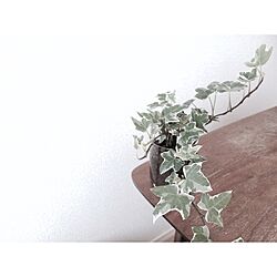リビング/一人暮らし/観葉植物のインテリア実例 - 2016-06-18 13:00:07