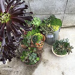 玄関/入り口/器と植物/多肉植物/観葉植物のある生活/観葉植物...などのインテリア実例 - 2015-03-08 21:59:55