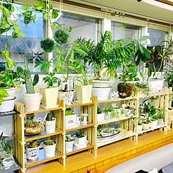 棚/サボテン/100均/すのこ棚/観葉植物のインテリア実例 - 2017-06-26 07:54:10