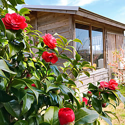 ボケ/お庭/青空/お散歩の後/小屋...などのインテリア実例 - 2020-04-07 12:19:51