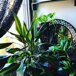 ベッド周り/ミラー/緑のある生活/ナチュラル/観葉植物のインテリア実例 - 2017-07-14 08:16:59