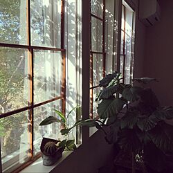 壁/天井/植物/窓枠DIYのインテリア実例 - 2016-06-02 06:50:46