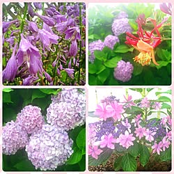 玄関/入り口/植中毒♡/ギボウシの花☆/紫陽花♡/ハニーサックル...などのインテリア実例 - 2016-07-14 16:36:18