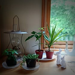 棚/スウェーデンハウス /IKEA/古いもの/観葉植物のインテリア実例 - 2016-07-26 20:05:16