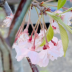 壁/天井/季節を楽しむ暮らし/桜のインテリア実例 - 2024-04-10 21:04:56