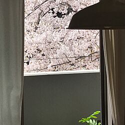 壁/天井/カーテン/ベランダ/カフェ風/観葉植物...などのインテリア実例 - 2017-04-18 08:51:34