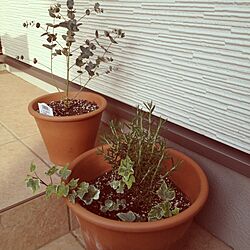 玄関/入り口/植物のインテリア実例 - 2013-04-25 16:18:13