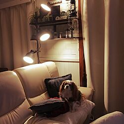 リビング/男前デザイン/IKEA 照明/IKEA/ペットと暮らす家...などのインテリア実例 - 2017-02-08 07:03:48