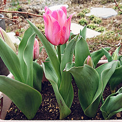 玄関/入り口/植物のある暮らし/春/3月/春の訪れ...などのインテリア実例 - 2021-03-25 17:16:53